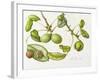 Walnut, 2006-Margaret Ann Eden-Framed Giclee Print