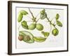 Walnut, 2006-Margaret Ann Eden-Framed Giclee Print