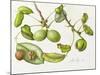 Walnut, 2006-Margaret Ann Eden-Mounted Giclee Print