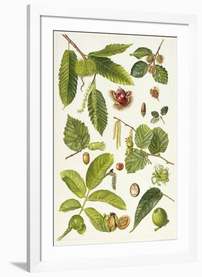 Walnut and Other Nut-Bearing Trees-Elizabeth Rice-Framed Giclee Print