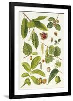 Walnut and Other Nut-Bearing Trees-Elizabeth Rice-Framed Giclee Print