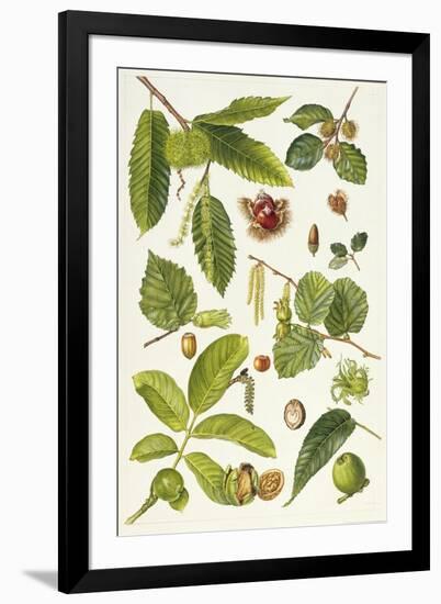 Walnut and Other Nut-Bearing Trees-Elizabeth Rice-Framed Giclee Print