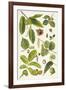 Walnut and Other Nut-Bearing Trees-Elizabeth Rice-Framed Giclee Print