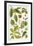 Walnut and Other Nut-Bearing Trees-Elizabeth Rice-Framed Giclee Print