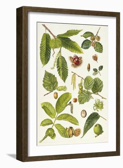 Walnut and Other Nut-Bearing Trees-Elizabeth Rice-Framed Premium Giclee Print