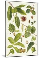 Walnut and Other Nut-Bearing Trees-Elizabeth Rice-Mounted Premium Giclee Print