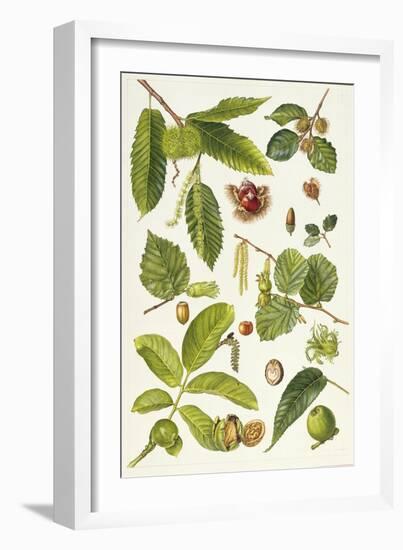 Walnut and Other Nut-Bearing Trees-Elizabeth Rice-Framed Giclee Print