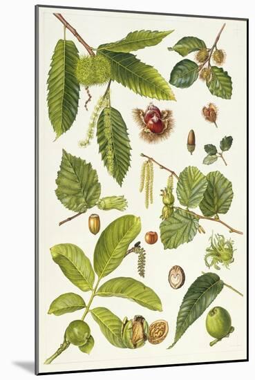 Walnut and Other Nut-Bearing Trees-Elizabeth Rice-Mounted Giclee Print