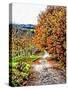 Walnut Avenue In Autumn Umbria-Dorothy Berry-Lound-Stretched Canvas