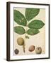 Walnut, c.1568-Jacques Le Moyne-Framed Giclee Print