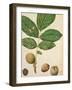 Walnut, c.1568-Jacques Le Moyne-Framed Giclee Print