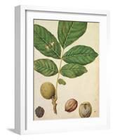 Walnut, c.1568-Jacques Le Moyne-Framed Giclee Print