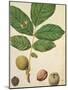 Walnut, c.1568-Jacques Le Moyne-Mounted Giclee Print