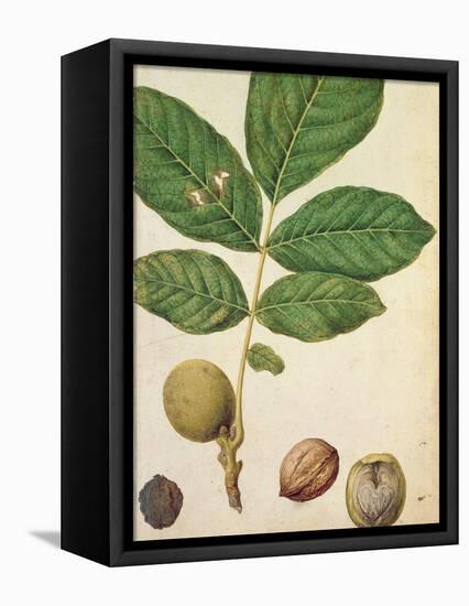 Walnut, c.1568-Jacques Le Moyne-Framed Stretched Canvas