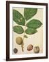 Walnut, c.1568-Jacques Le Moyne-Framed Giclee Print