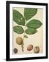 Walnut, c.1568-Jacques Le Moyne-Framed Giclee Print