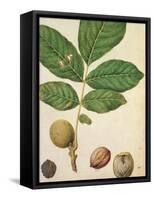 Walnut, c.1568-Jacques Le Moyne-Framed Stretched Canvas