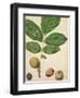 Walnut, c.1568-Jacques Le Moyne-Framed Giclee Print