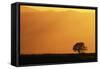 Walnut Creek, Mount Diablo State Park, Lone Oak Tree at Sunset, California, USA-Inger Hogstrom-Framed Stretched Canvas