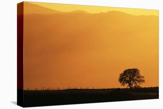 Walnut Creek, Mount Diablo State Park, Lone Oak Tree at Sunset, California, USA-Inger Hogstrom-Stretched Canvas