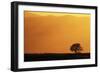 Walnut Creek, Mount Diablo State Park, Lone Oak Tree at Sunset, California, USA-Inger Hogstrom-Framed Photographic Print