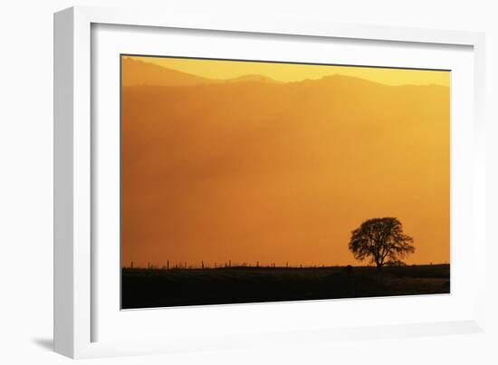 Walnut Creek, Mount Diablo State Park, Lone Oak Tree at Sunset, California, USA-Inger Hogstrom-Framed Photographic Print