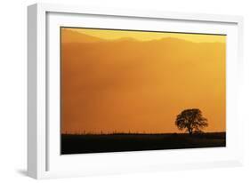 Walnut Creek, Mount Diablo State Park, Lone Oak Tree at Sunset, California, USA-Inger Hogstrom-Framed Photographic Print