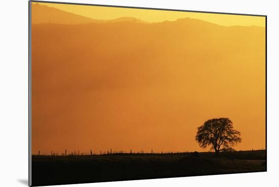 Walnut Creek, Mount Diablo State Park, Lone Oak Tree at Sunset, California, USA-Inger Hogstrom-Mounted Photographic Print