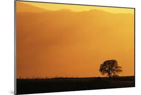 Walnut Creek, Mount Diablo State Park, Lone Oak Tree at Sunset, California, USA-Inger Hogstrom-Mounted Photographic Print