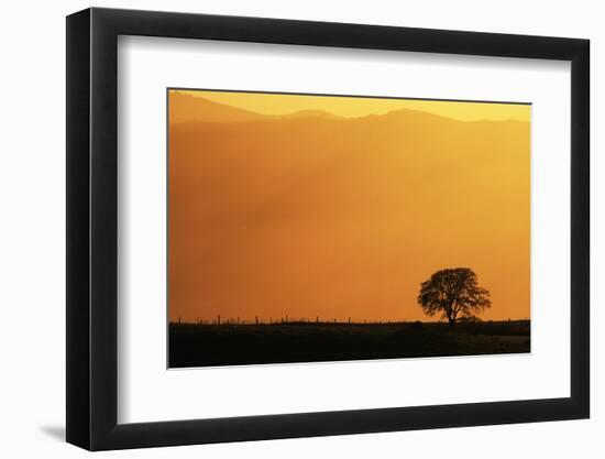 Walnut Creek, Mount Diablo State Park, Lone Oak Tree at Sunset, California, USA-Inger Hogstrom-Framed Photographic Print