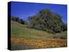 Walnut Creek, Mt. Diablo State Park, California-Inger Hogstrom-Stretched Canvas