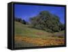 Walnut Creek, Mt. Diablo State Park, California-Inger Hogstrom-Framed Stretched Canvas