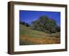 Walnut Creek, Mt. Diablo State Park, California-Inger Hogstrom-Framed Photographic Print