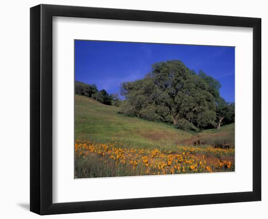 Walnut Creek, Mt. Diablo State Park, California-Inger Hogstrom-Framed Photographic Print