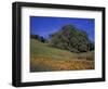 Walnut Creek, Mt. Diablo State Park, California-Inger Hogstrom-Framed Photographic Print