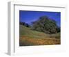 Walnut Creek, Mt. Diablo State Park, California-Inger Hogstrom-Framed Photographic Print