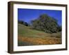 Walnut Creek, Mt. Diablo State Park, California-Inger Hogstrom-Framed Photographic Print