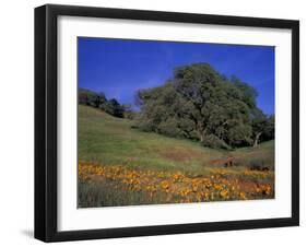 Walnut Creek, Mt. Diablo State Park, California-Inger Hogstrom-Framed Photographic Print