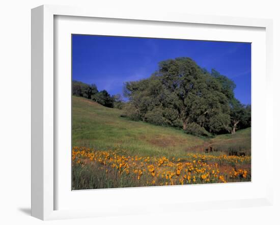 Walnut Creek, Mt. Diablo State Park, California-Inger Hogstrom-Framed Photographic Print