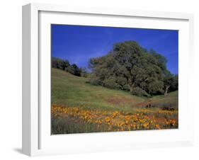 Walnut Creek, Mt. Diablo State Park, California-Inger Hogstrom-Framed Photographic Print