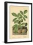 Walnut, Foliage and Fruit-William Henry James Boot-Framed Giclee Print