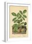 Walnut, Foliage and Fruit-William Henry James Boot-Framed Giclee Print