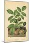 Walnut, Foliage and Fruit-William Henry James Boot-Mounted Giclee Print