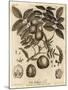 Walnut Tree, Juglans Regia., 1776 (Engraving)-Johann Sebastien Muller-Mounted Giclee Print