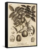 Walnut Tree, Juglans Regia., 1776 (Engraving)-Johann Sebastien Muller-Framed Stretched Canvas