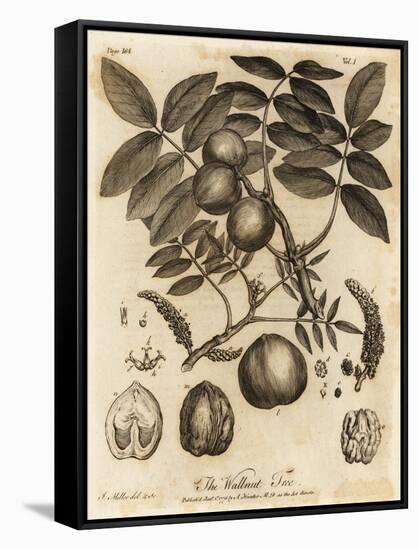Walnut Tree, Juglans Regia., 1776 (Engraving)-Johann Sebastien Muller-Framed Stretched Canvas