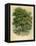 Walnut Tree-null-Framed Stretched Canvas
