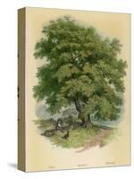 Walnut Tree-null-Stretched Canvas