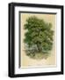 Walnut Tree-null-Framed Photographic Print