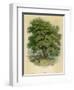 Walnut Tree-null-Framed Photographic Print